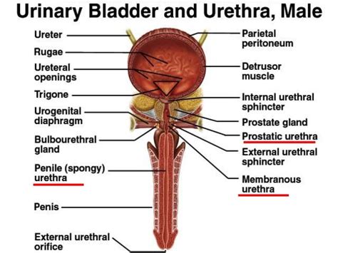 méat urinaire|Urinary meatus